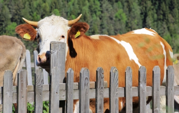 Vacanza con i bambini Alto Adige 06